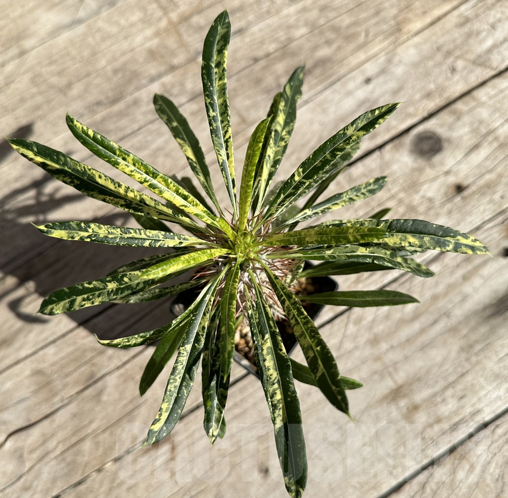 SHPR33346 Pachypodium lamerei 'Madala', grafted - Imagen 2