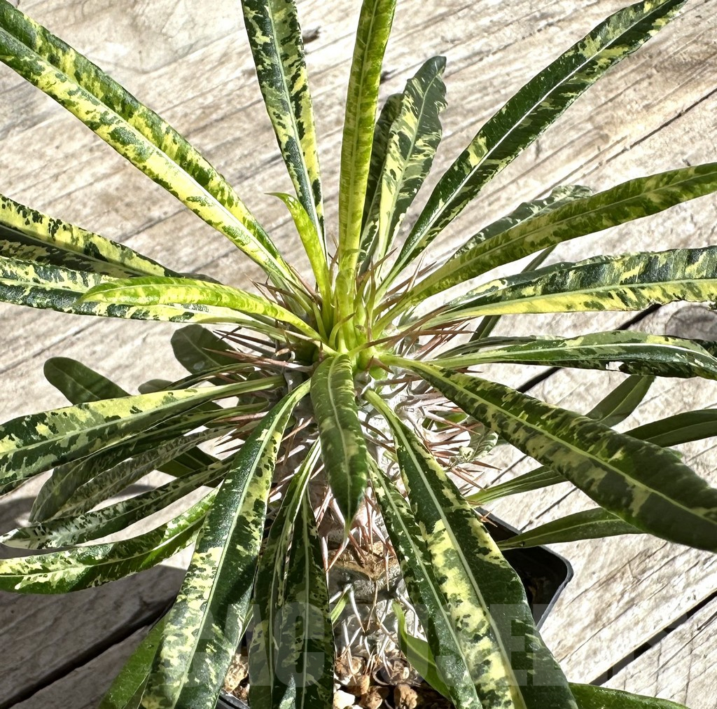 SHPR33346 Pachypodium lamerei 'Madala', grafted