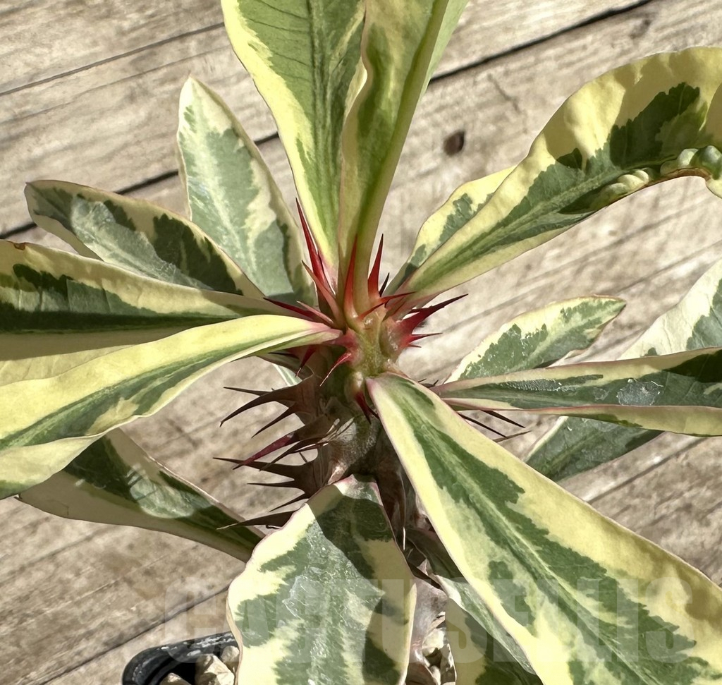SHPR33347 Euphorbia milii f. variegata