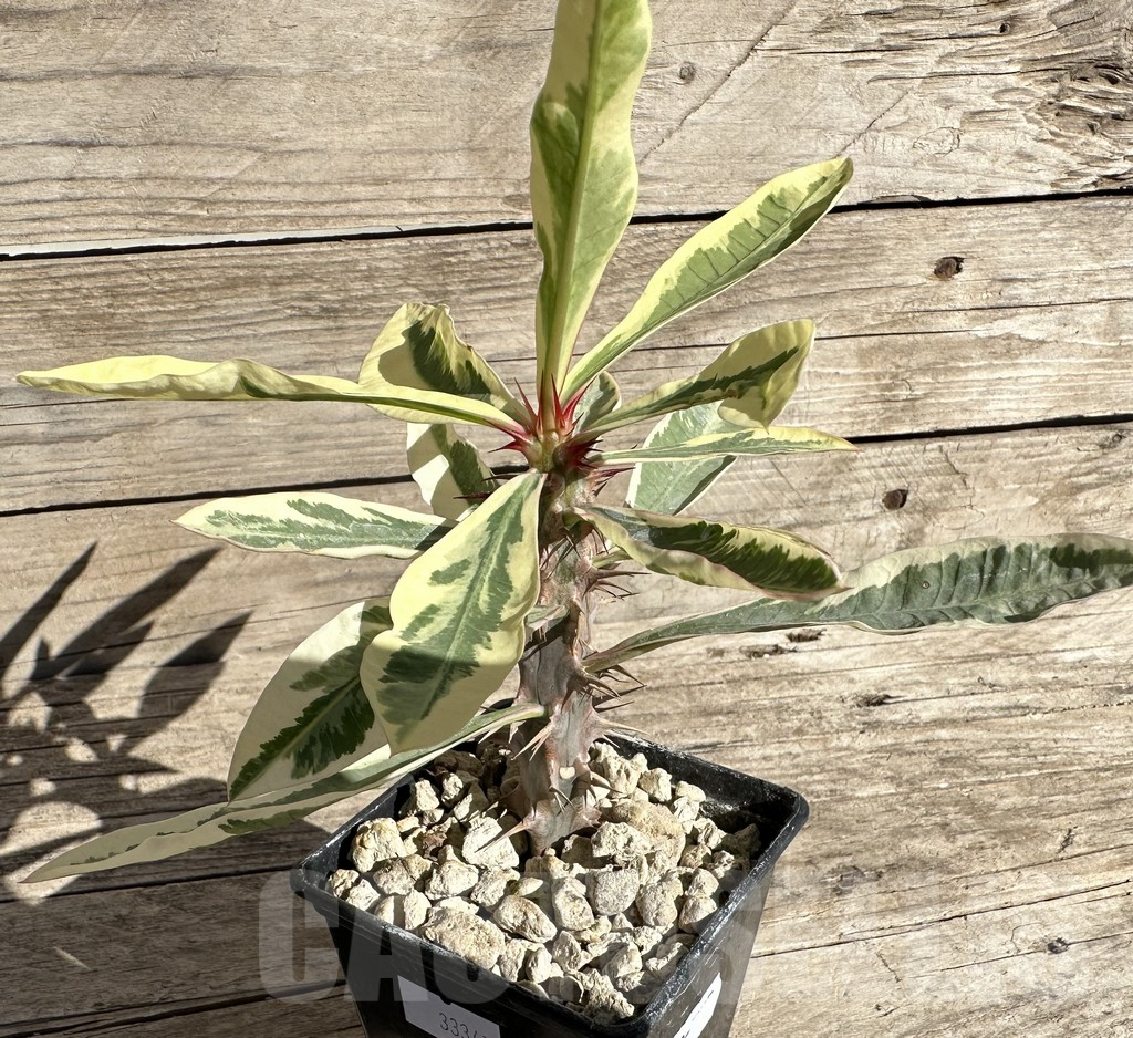 SHPR33347 Euphorbia milii f. variegata - Imagen 2