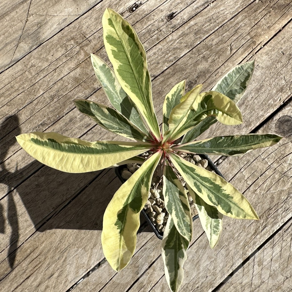 SHPR33347 Euphorbia milii f. variegata - Imagen 3
