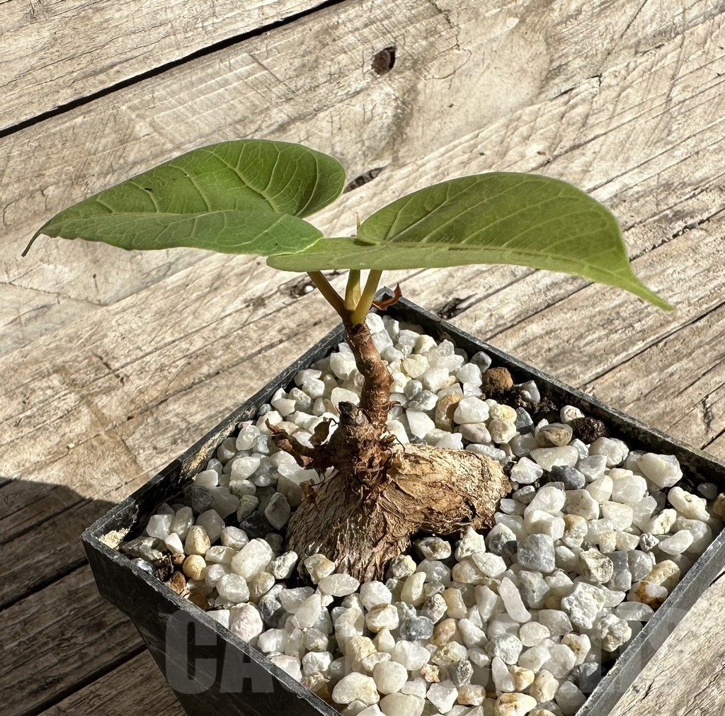 SHPR33348 Ficus arnottiana - Image 3