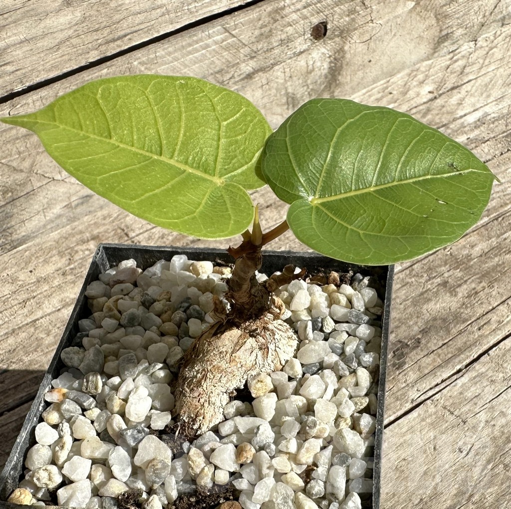 SHPR33348 Ficus arnottiana