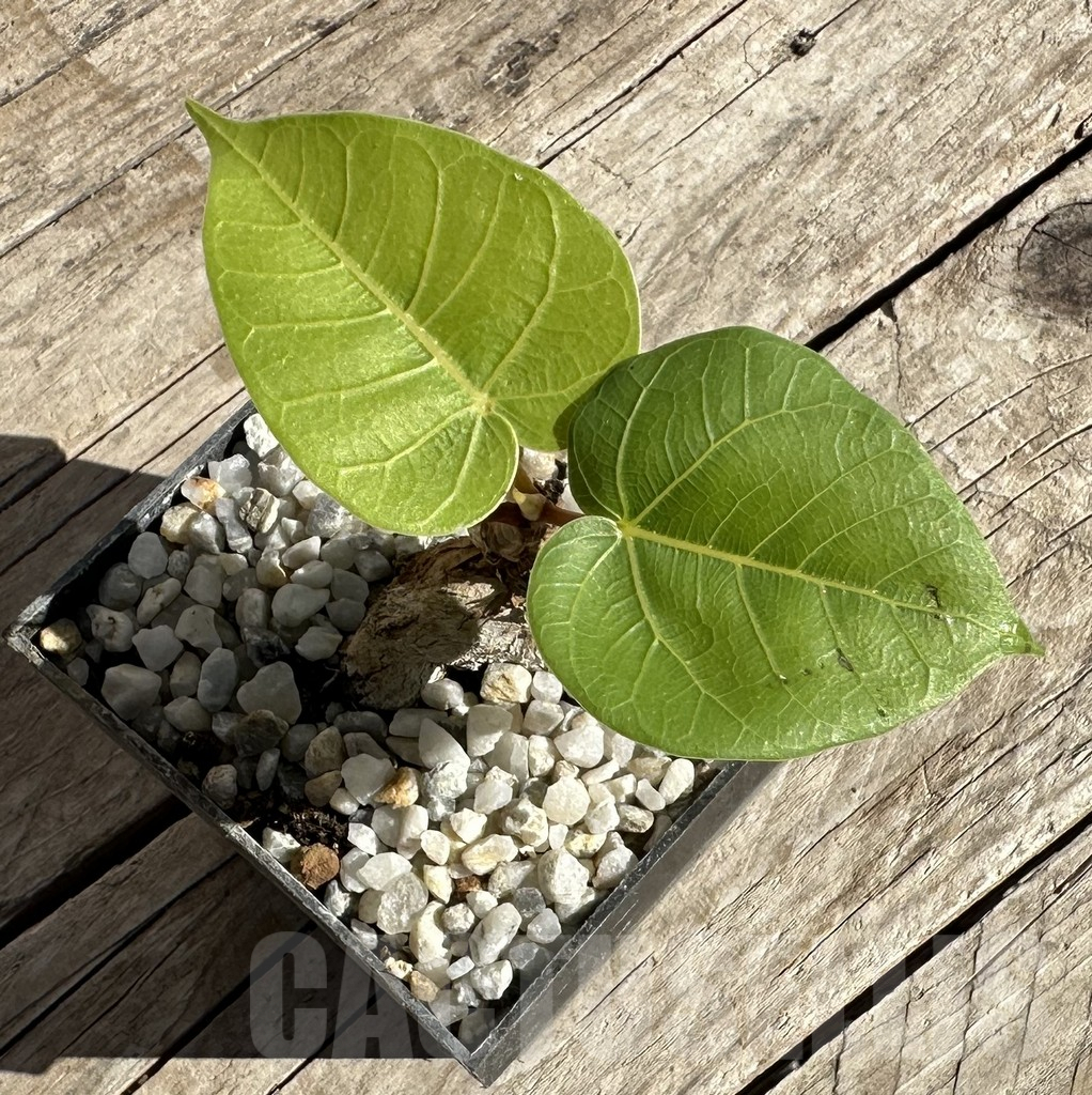 SHPR33348 Ficus arnottiana - Image 2