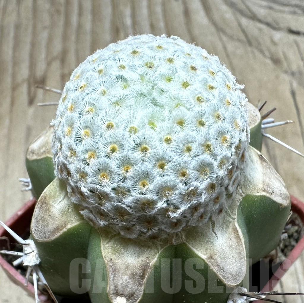 SHPR33479 Mammillaria breviplumosa, grafted