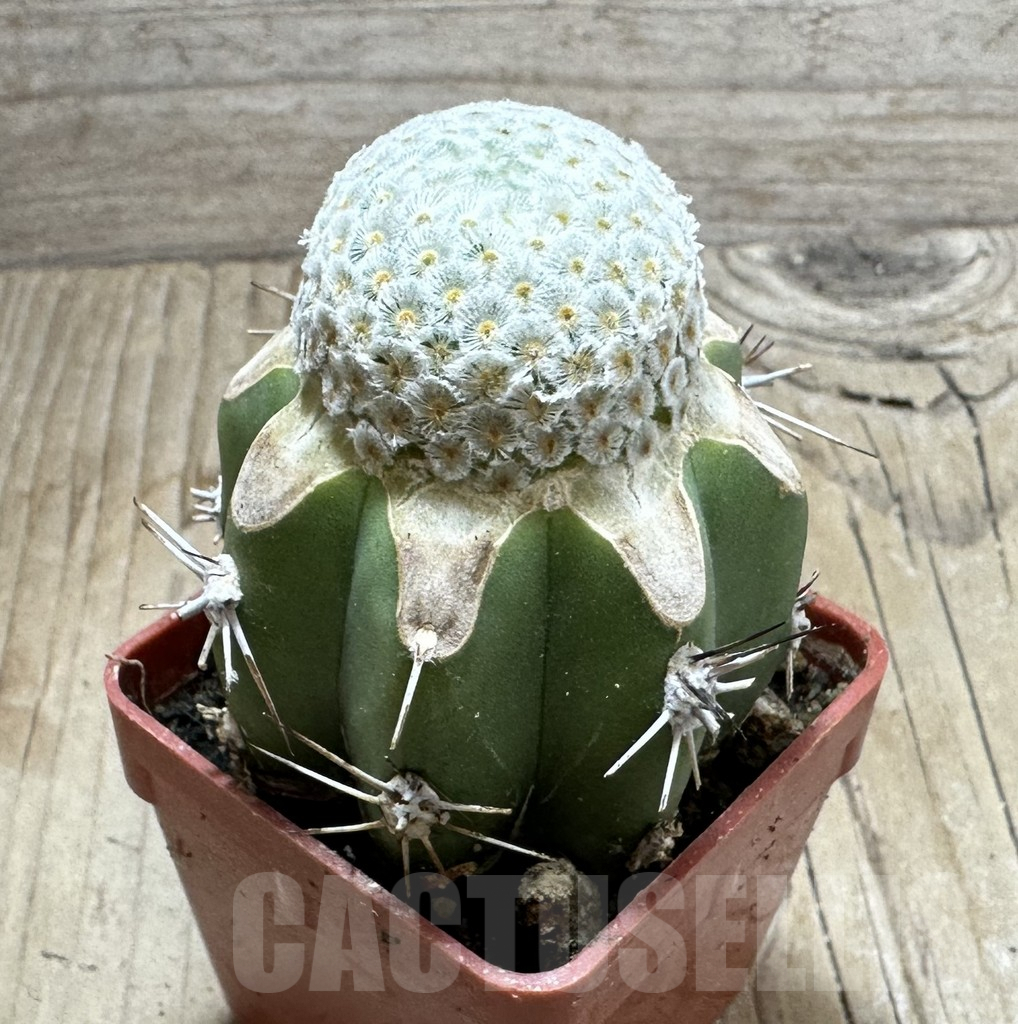 SHPR33479 Mammillaria breviplumosa, grafted - Зображення 2