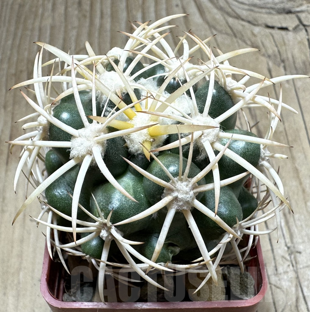 SHPR33481 Discocactus petr-halfari MH 725 seedling