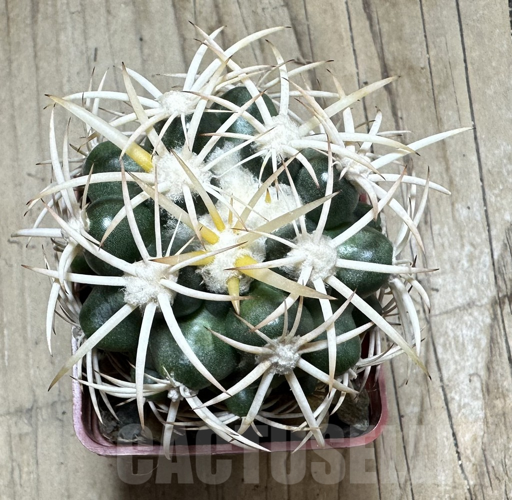 SHPR33481 Discocactus petr-halfari MH 725 seedling - Image 2