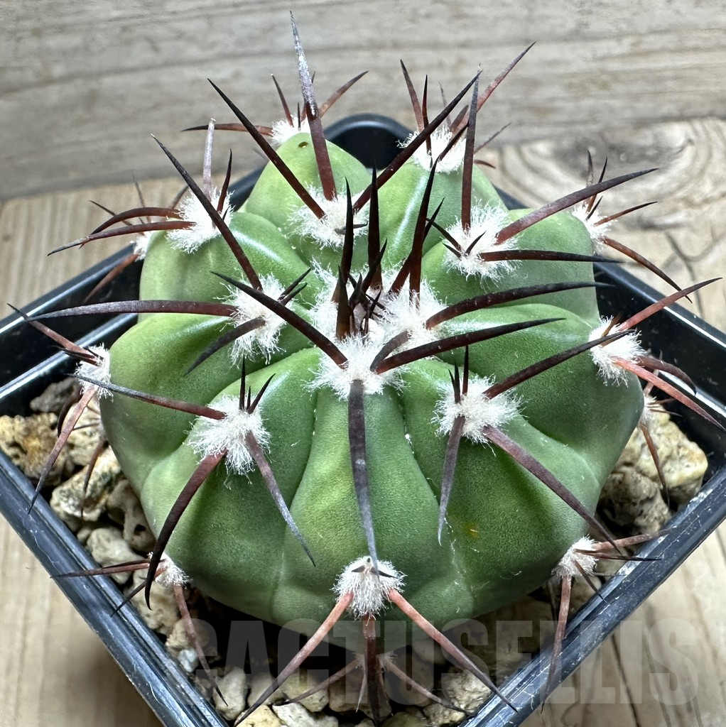 SHPR33489 Discocactus crystallophilus MH 580 seedling