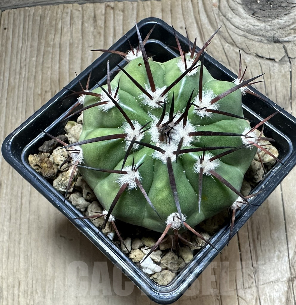 SHPR33489 Discocactus crystallophilus MH 580 seedling - Image 2