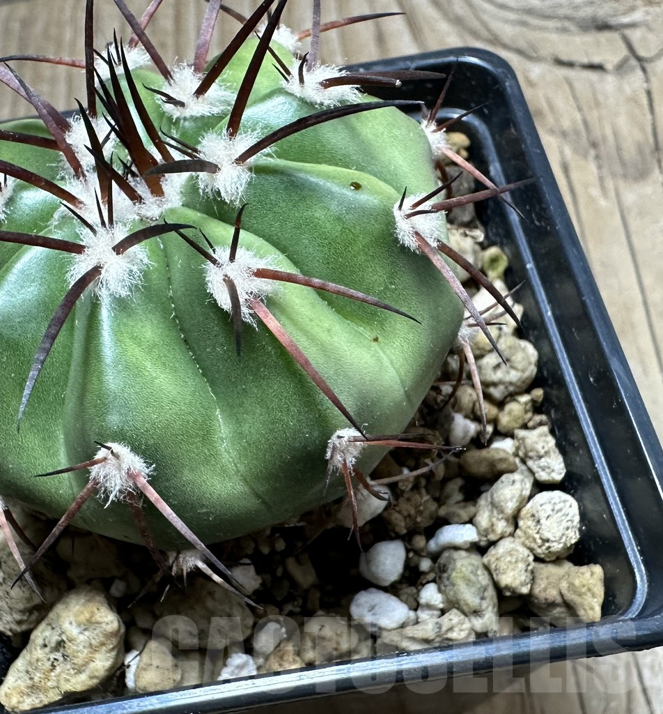 SHPR33489 Discocactus crystallophilus MH 580 seedling - Image 3