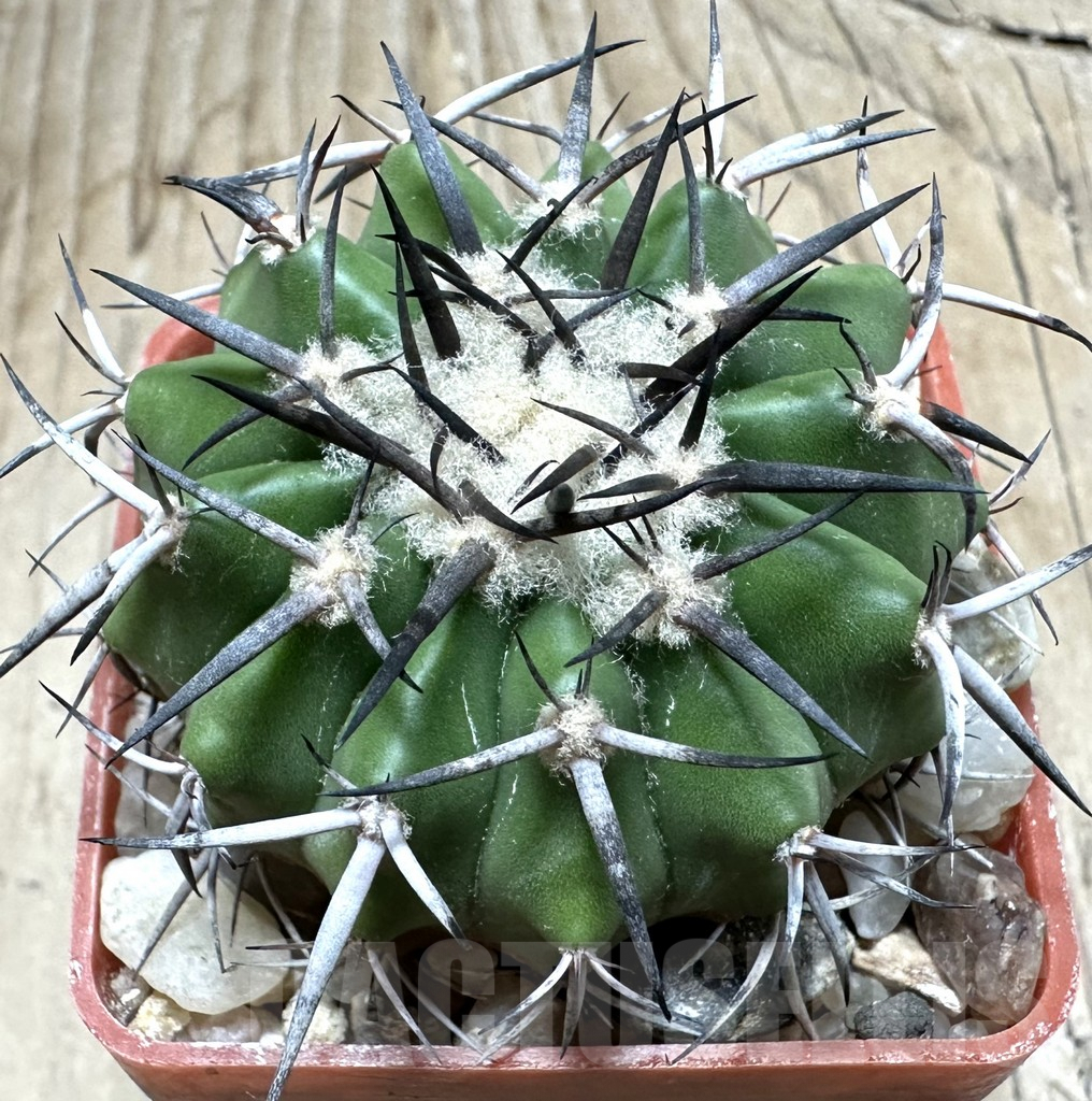 SHPR33490 Discocactus alteolens MH 587 seedling