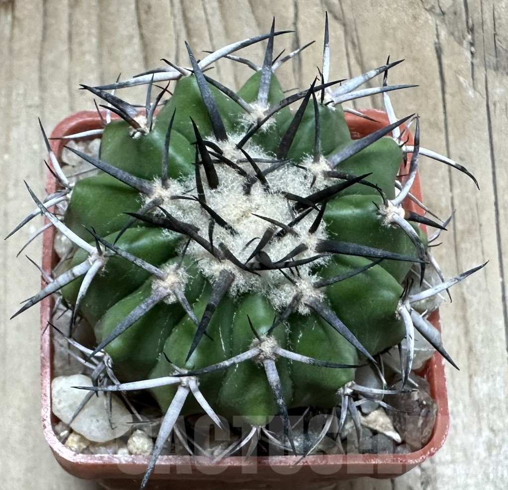 SHPR33490 Discocactus alteolens MH 587 seedling - Image 2