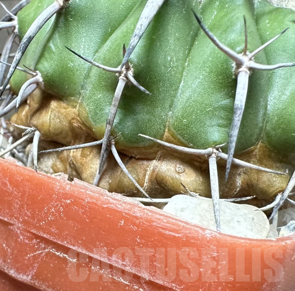 SHPR33490 Discocactus alteolens MH 587 seedling - Image 3