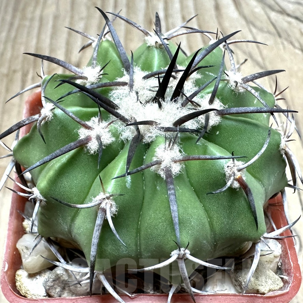 SHPR33491 Discocactus alteolens MH 587 seedling