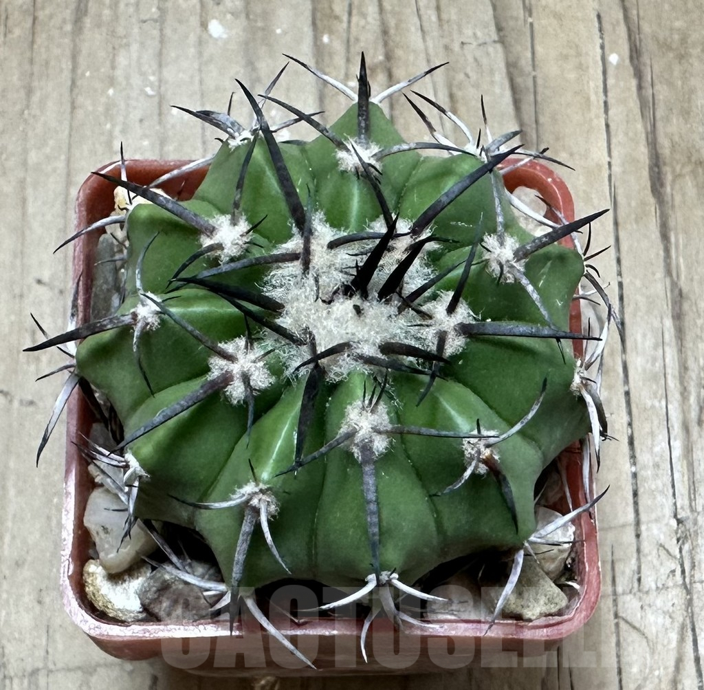 SHPR33491 Discocactus alteolens MH 587 seedling - Image 2