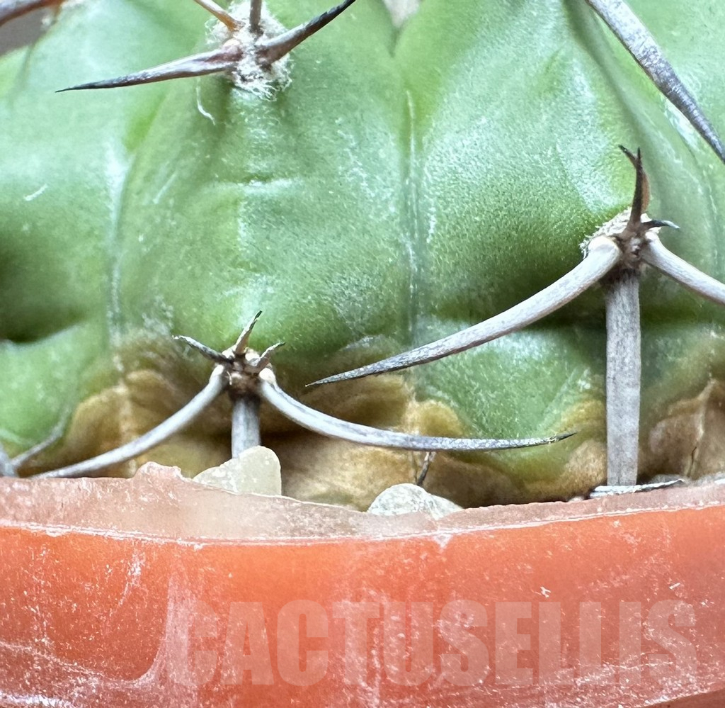 SHPR33491 Discocactus alteolens MH 587 seedling - Image 3