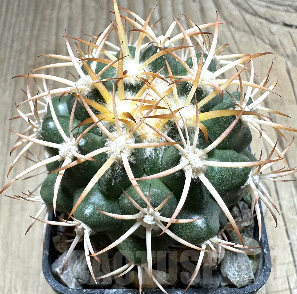 SHPR33492 Discocactus petr-halfari MH 725 seedling