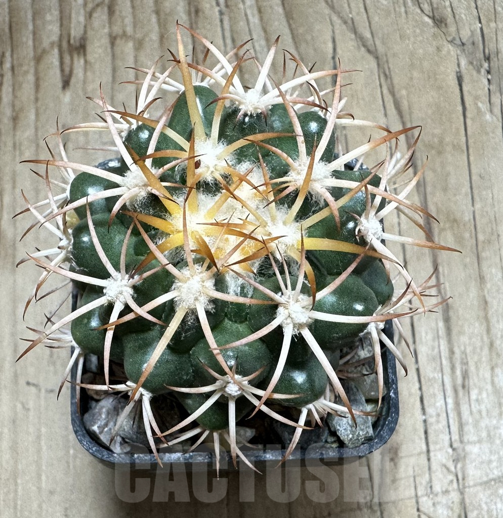 SHPR33492 Discocactus petr-halfari MH 725 seedling - Image 2