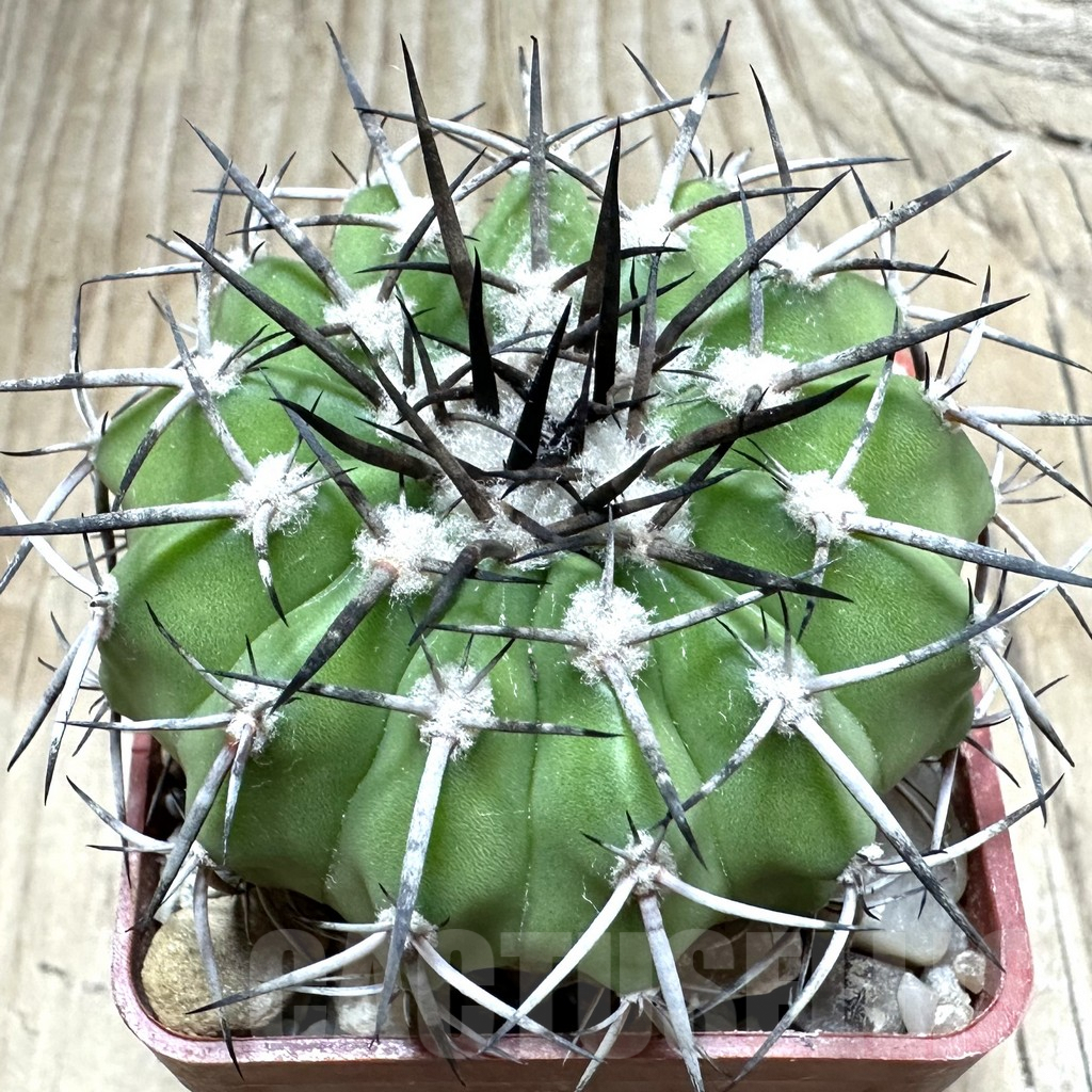 SHPR33493 Discocactus alteolens MH 587 seedling