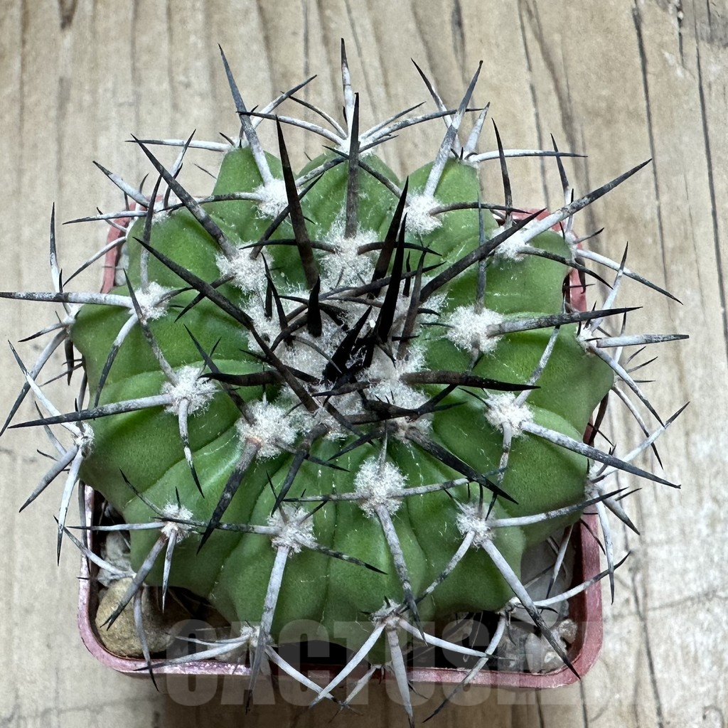 SHPR33493 Discocactus alteolens MH 587 seedling - Image 2