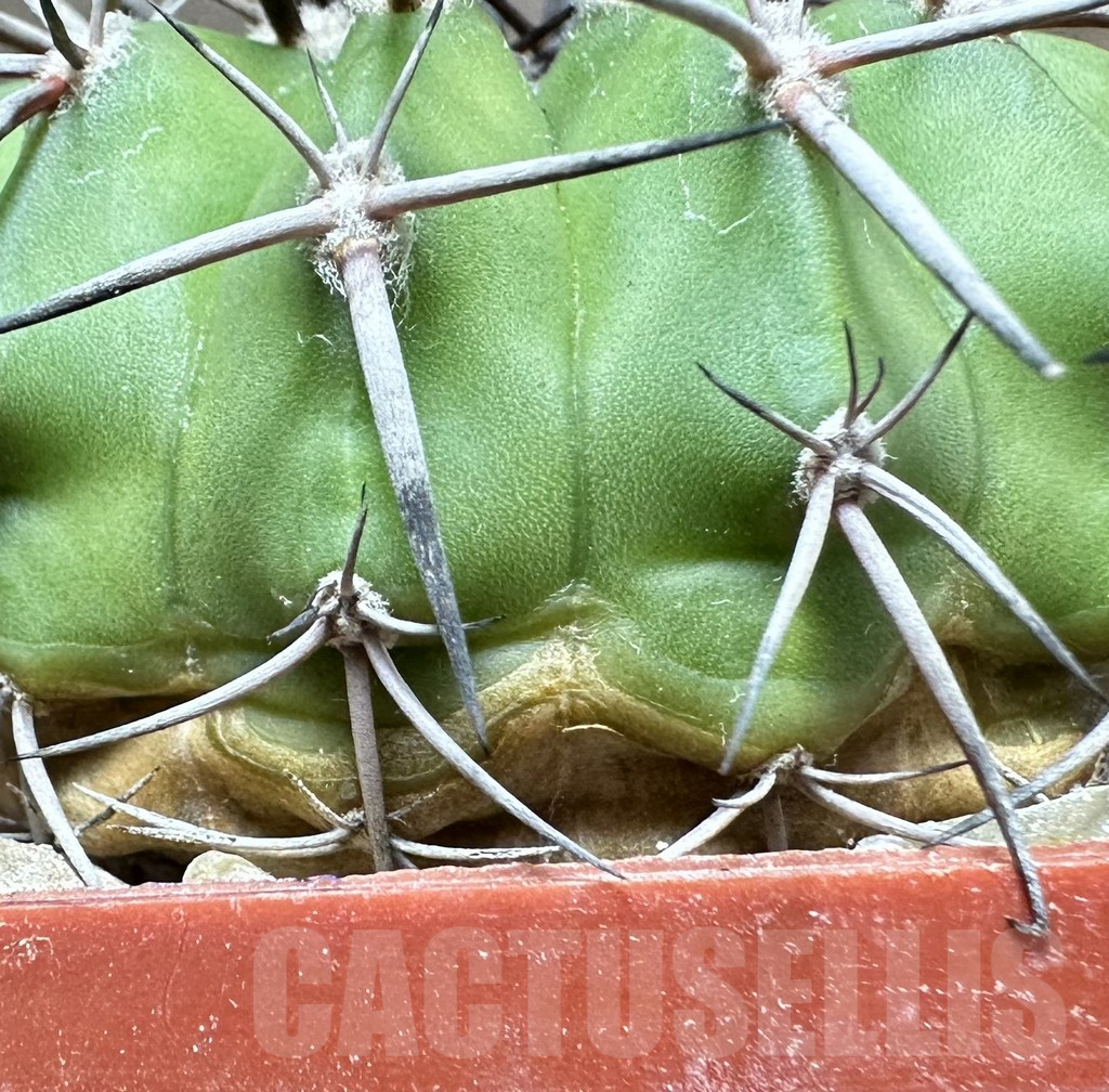 SHPR33493 Discocactus alteolens MH 587 seedling - Image 3