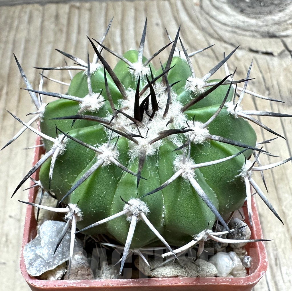 SHPR33495 Discocactus alteolens MH 587 seedling