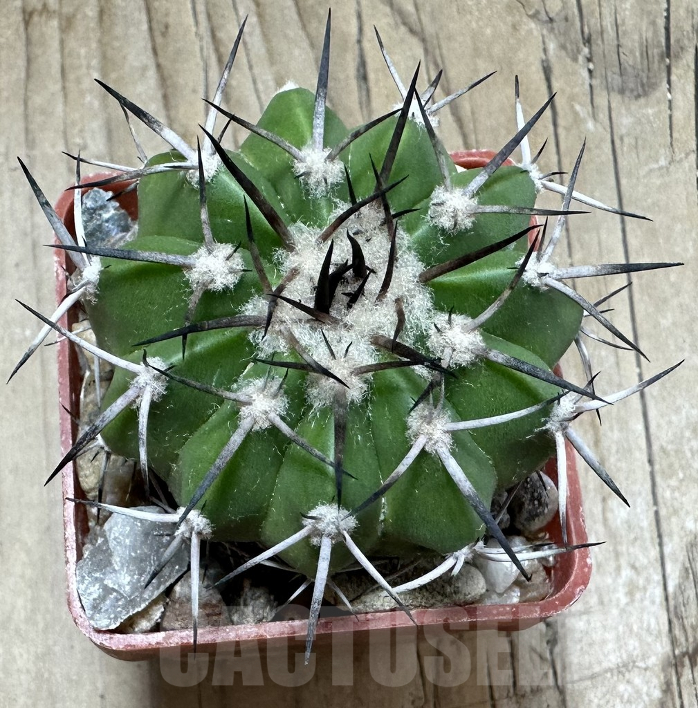 SHPR33495 Discocactus alteolens MH 587 seedling - Image 2