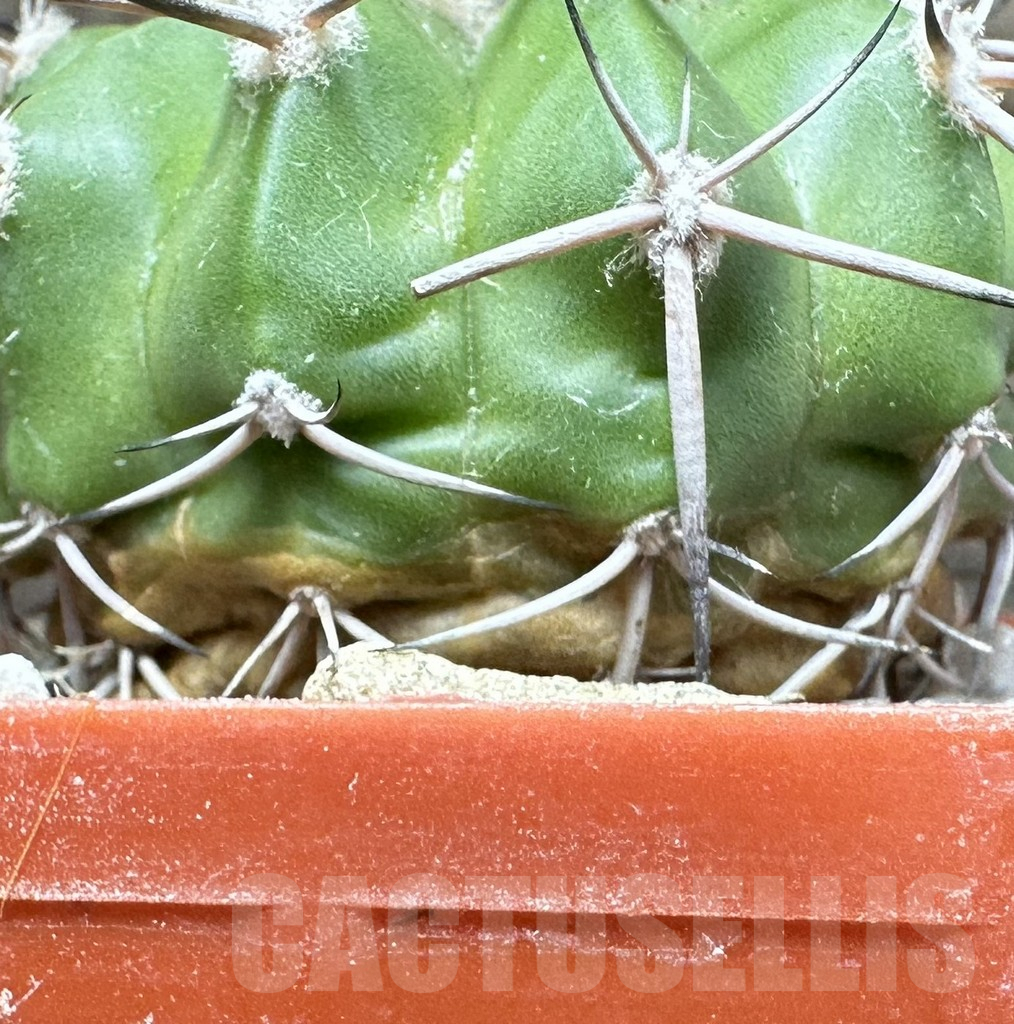 SHPR33495 Discocactus alteolens MH 587 seedling - Image 3