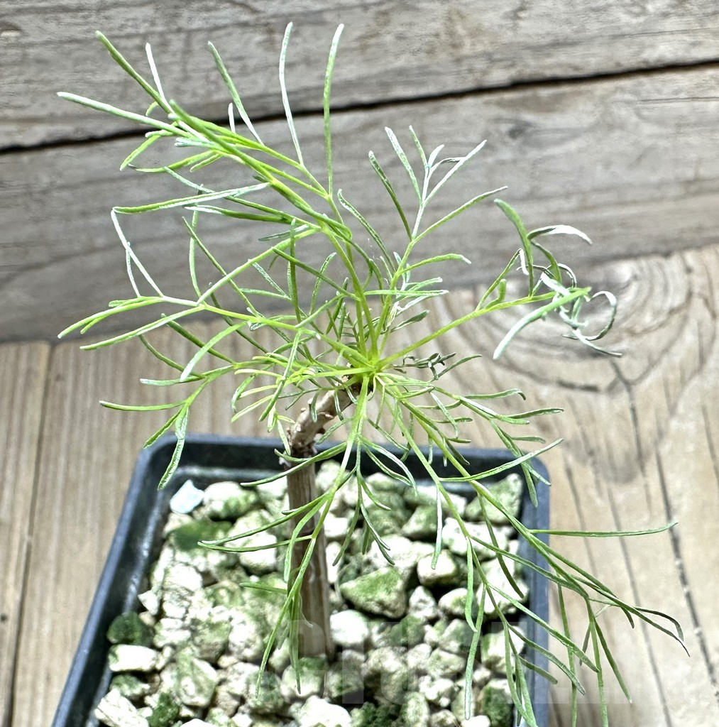 SHPR33507 Commiphora kraeuseliana