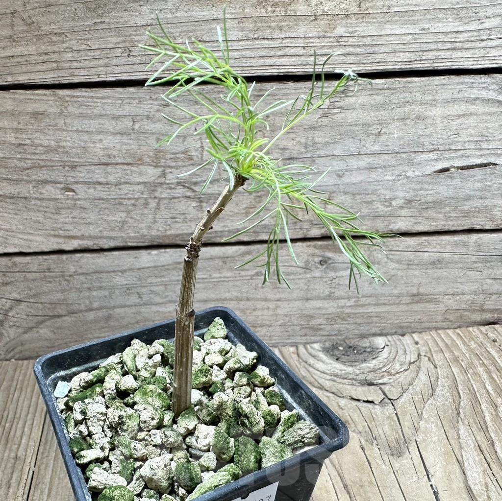 SHPR33507 Commiphora kraeuseliana - Image 2