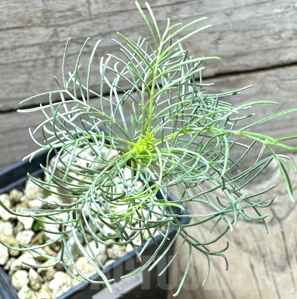 SHPR33508 Commiphora kraeuseliana