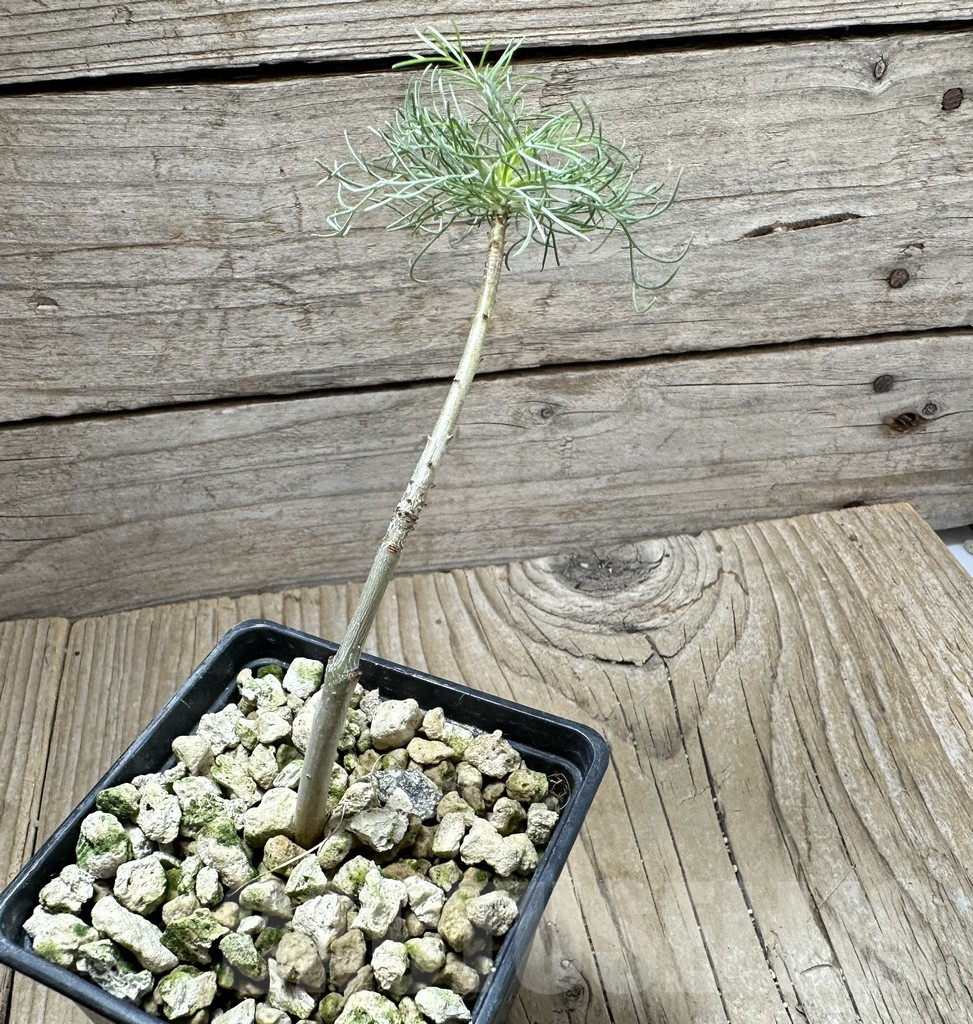 SHPR33508 Commiphora kraeuseliana - Image 2