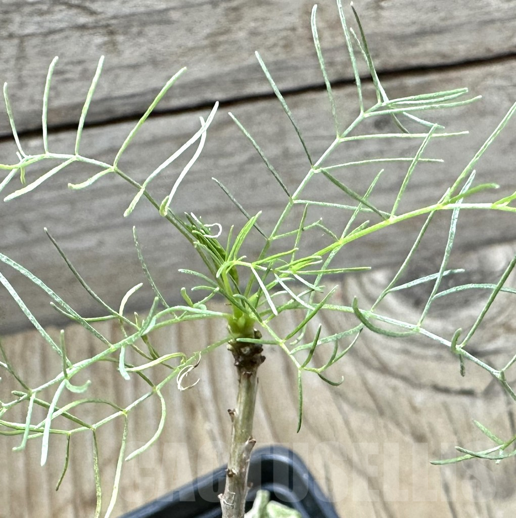 SHPR33509 Commiphora kraeuseliana