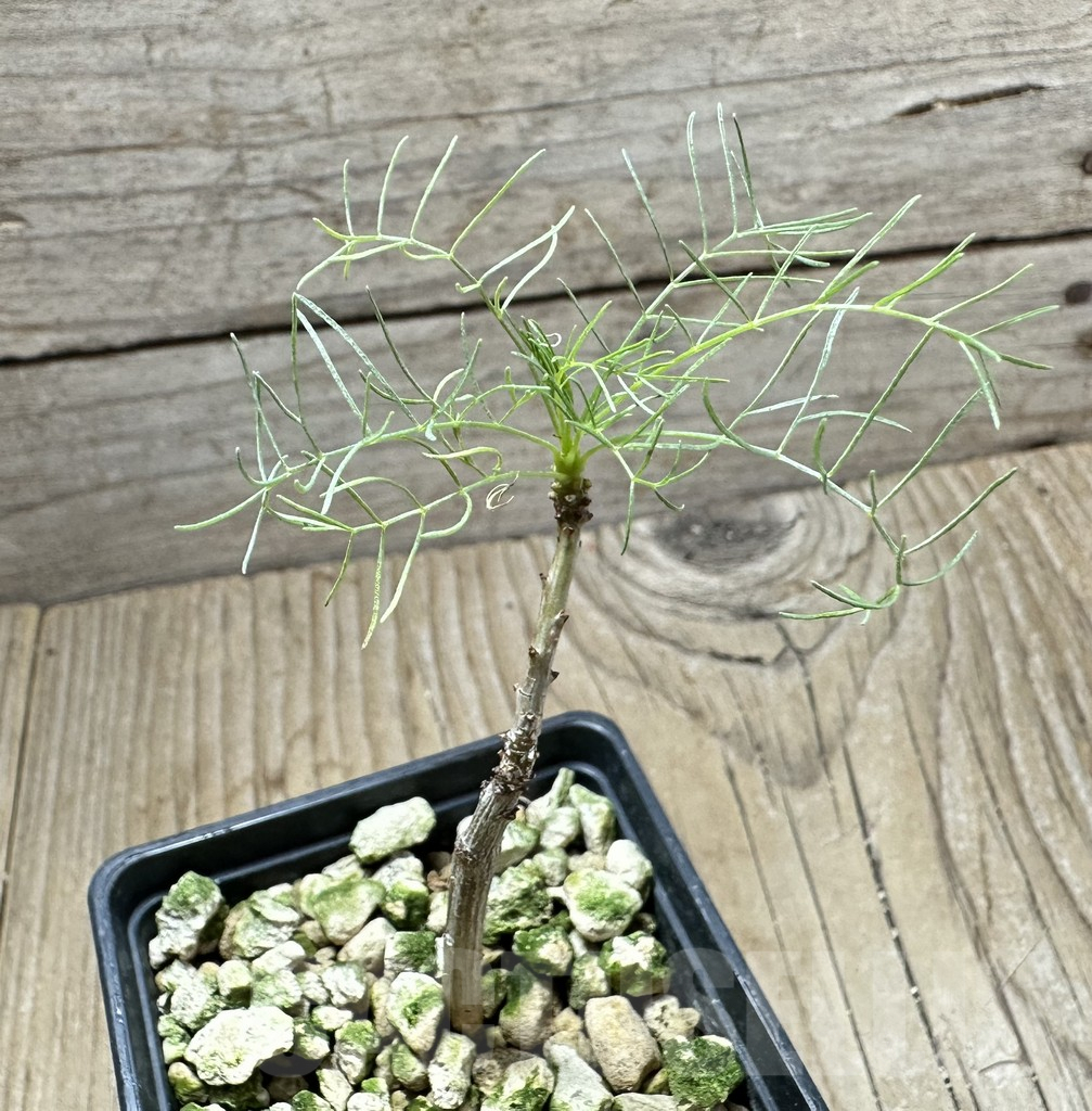 SHPR33509 Commiphora kraeuseliana - Image 2