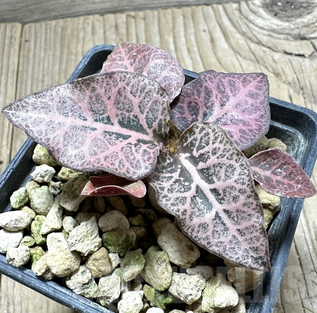 SHPR33510 Euphorbia francoisii hybrid