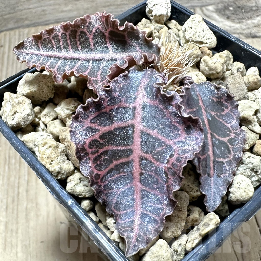 SHPR33511 Euphorbia francoisii hybrid