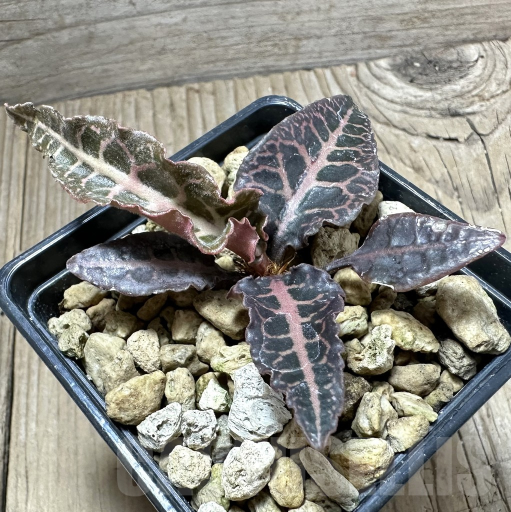 SHPR33512 Euphorbia francoisii hybrid