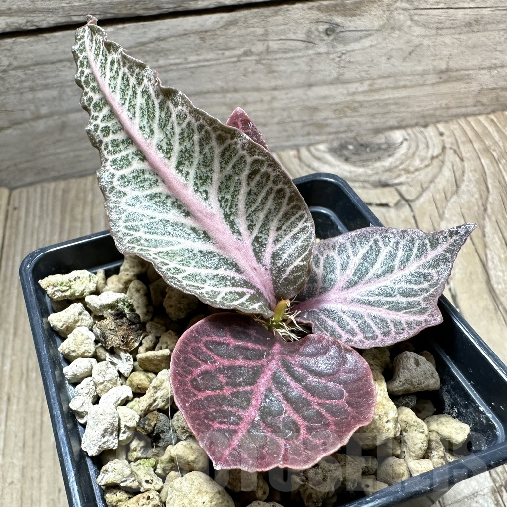 SHPR33513 Euphorbia francoisii hybrid