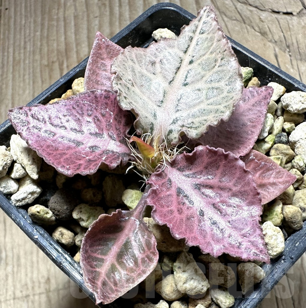 SHPR33514 Euphorbia francoisii hybrid