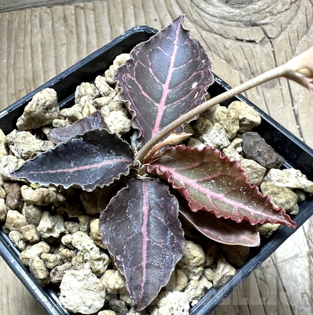 SHPR33515 Euphorbia francoisii hybrid