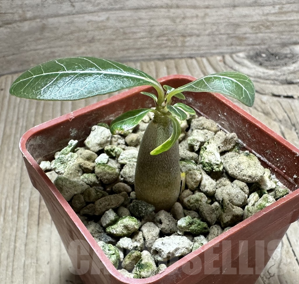 SHPR33516 Adenium socotranum - Imagen 2