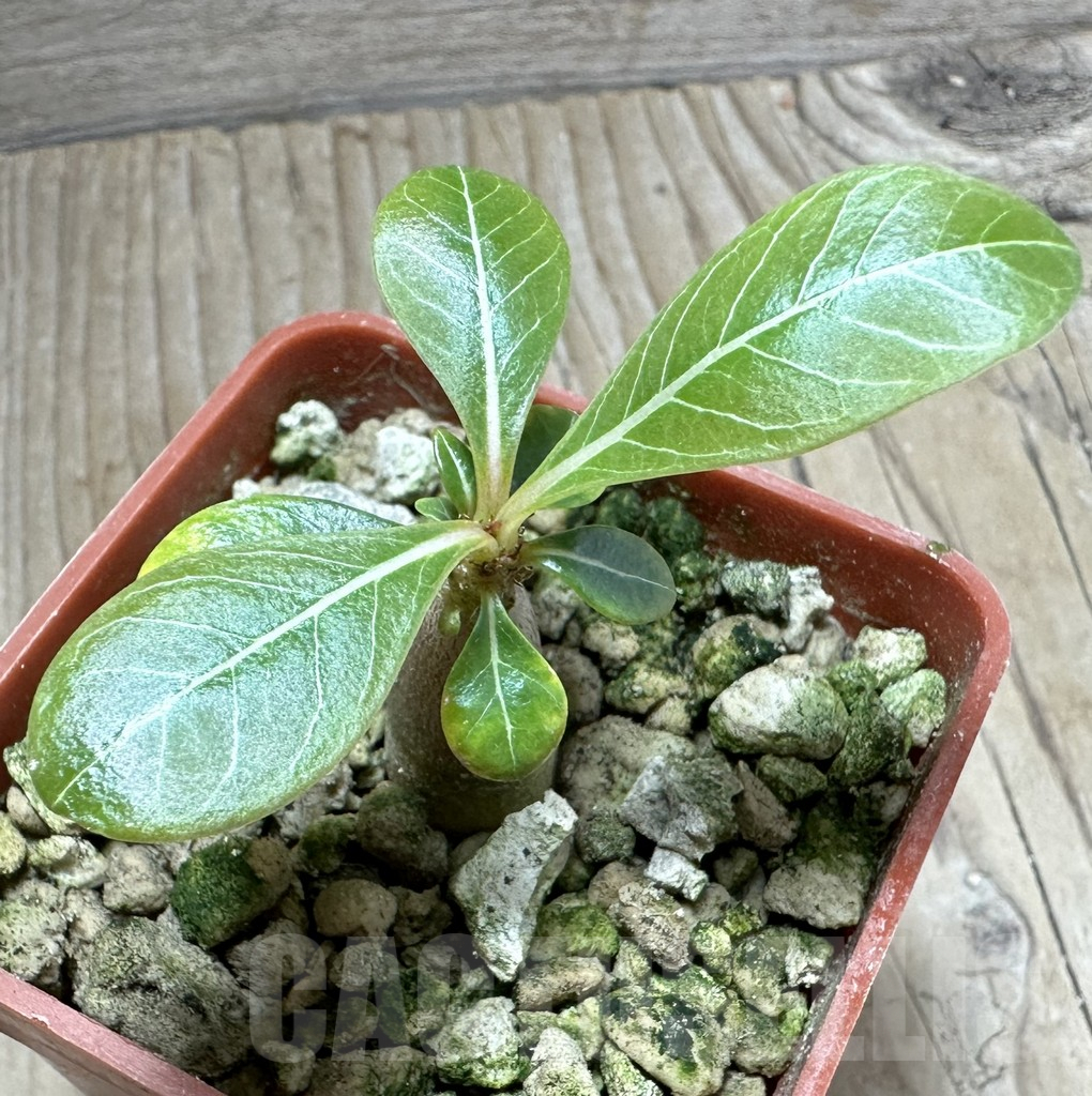 SHPR33518 Adenium socotranum