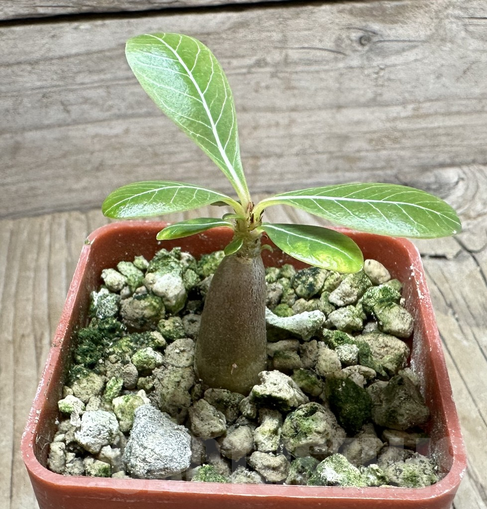 SHPR33518 Adenium socotranum - Imagen 2