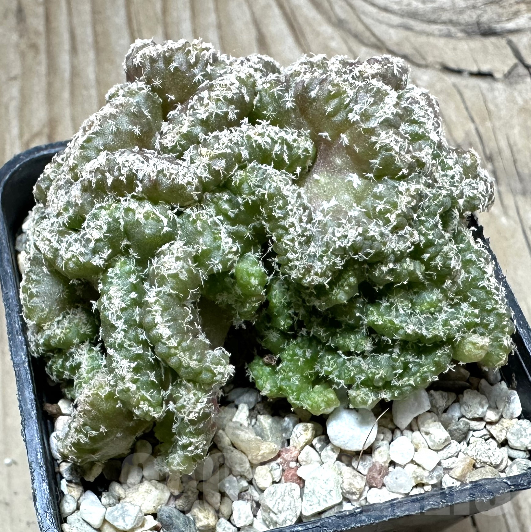 SHPR33521 Turbinicarpus lophophoroides f. cristata