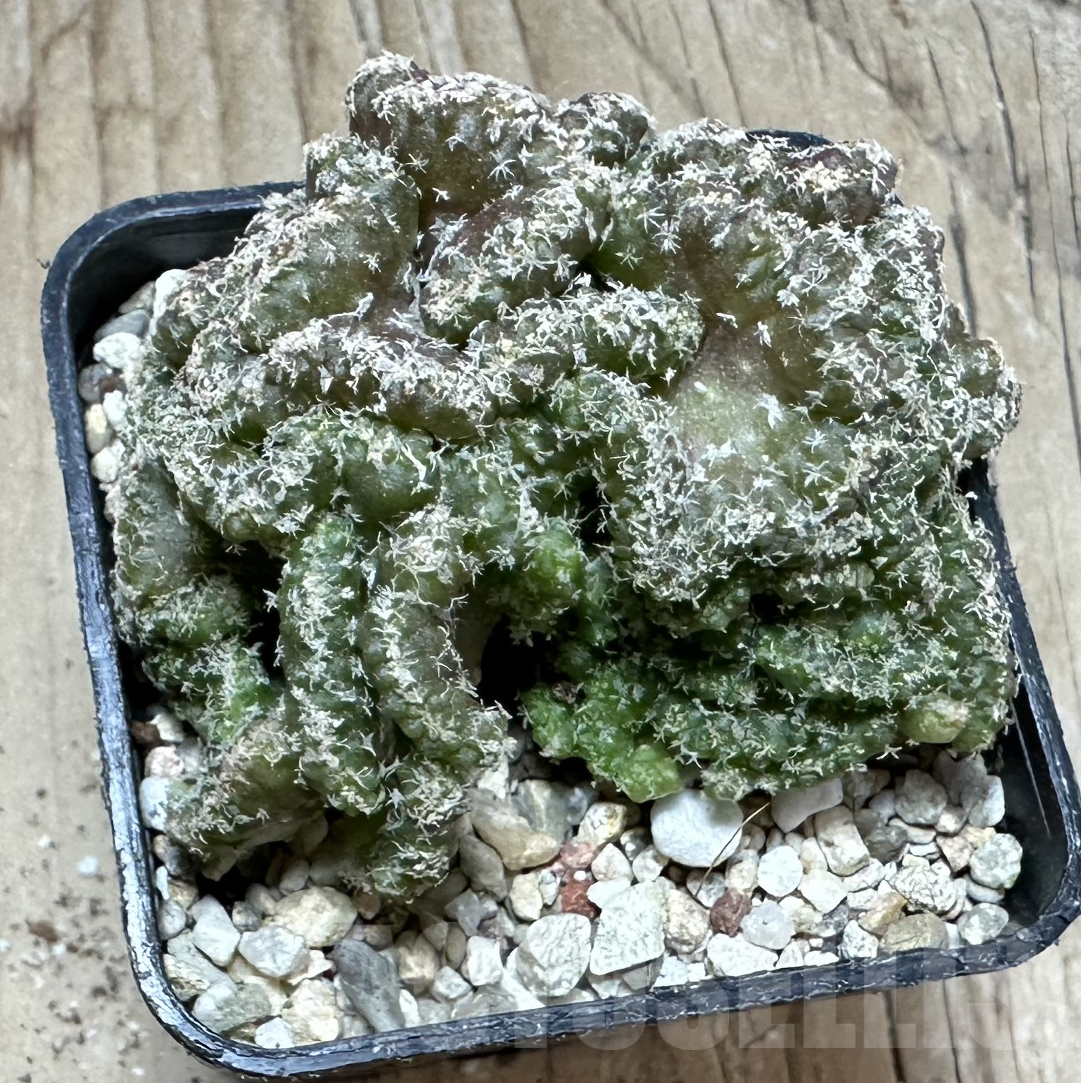 SHPR33521 Turbinicarpus lophophoroides f. cristata - Obrázek 2