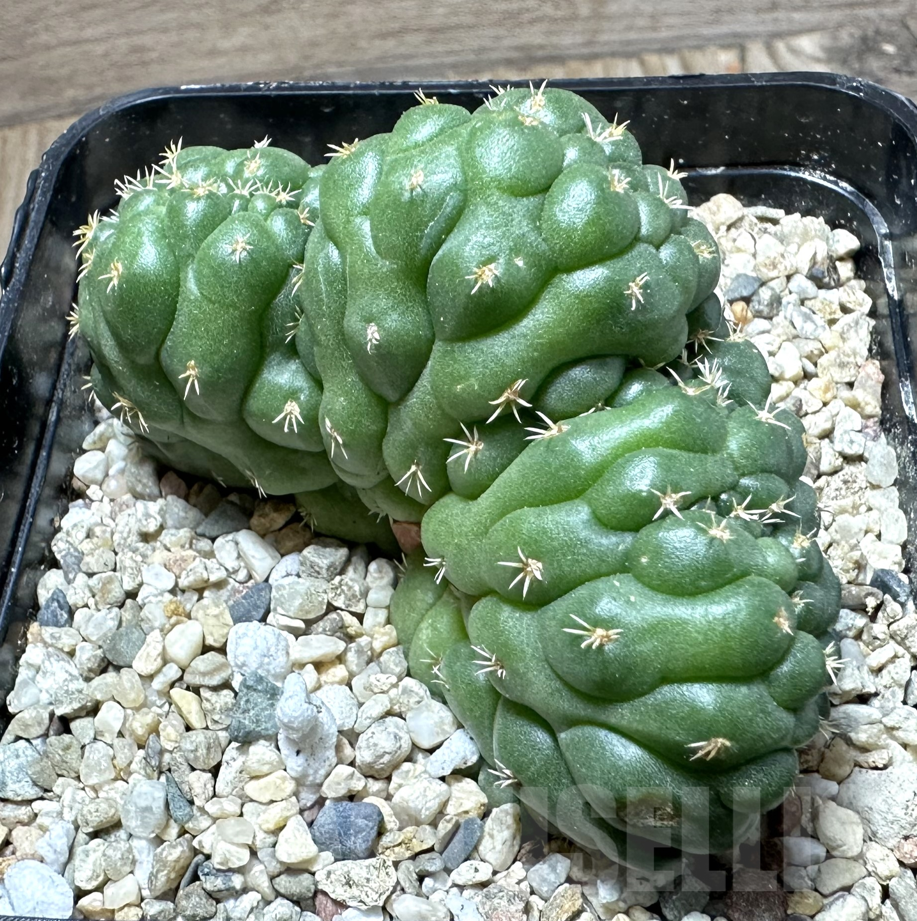 SHPR33524 Coryphantha elephantidens f. cristata