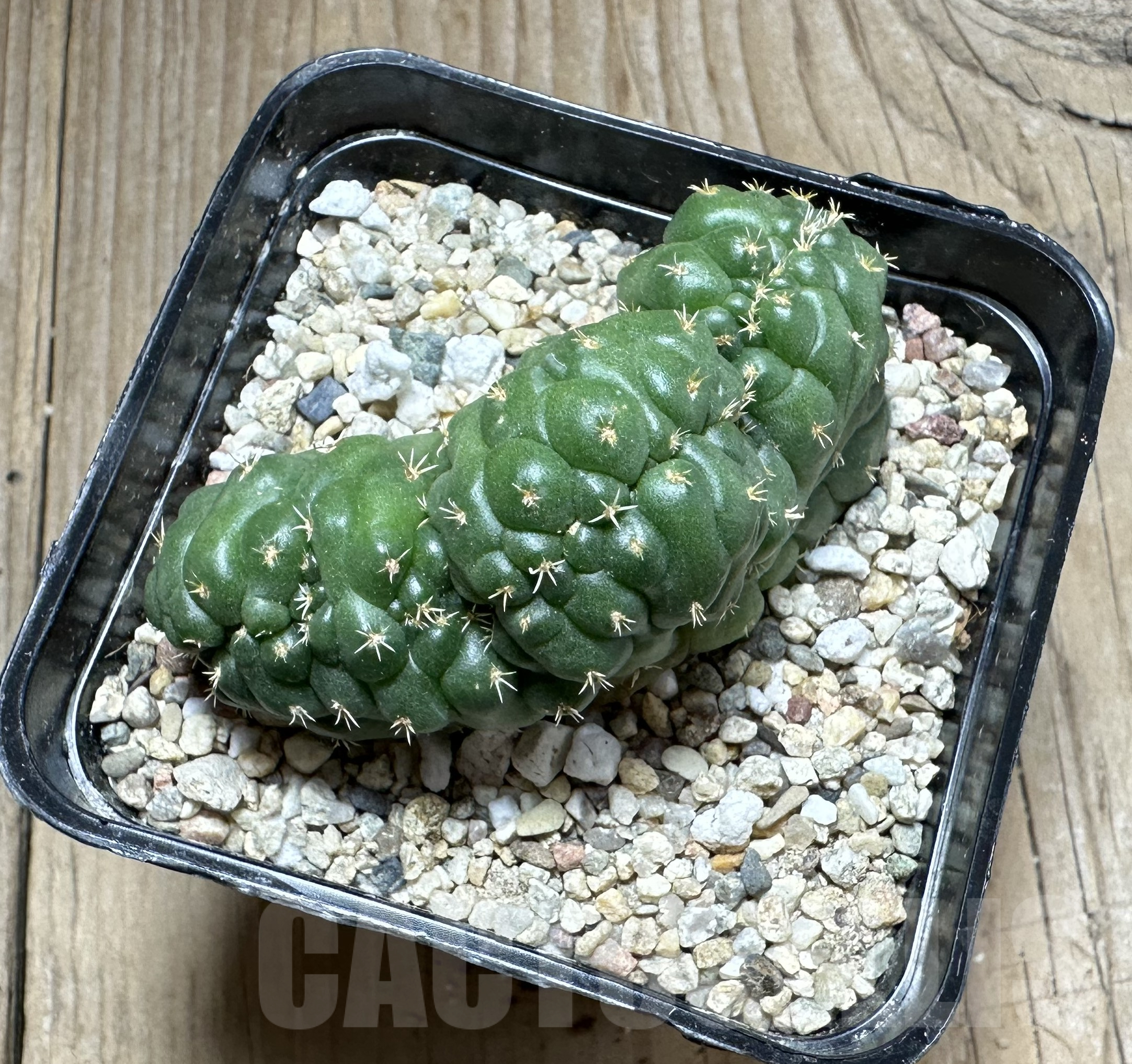 SHPR33524 Coryphantha elephantidens f. cristata - Obrázek 2