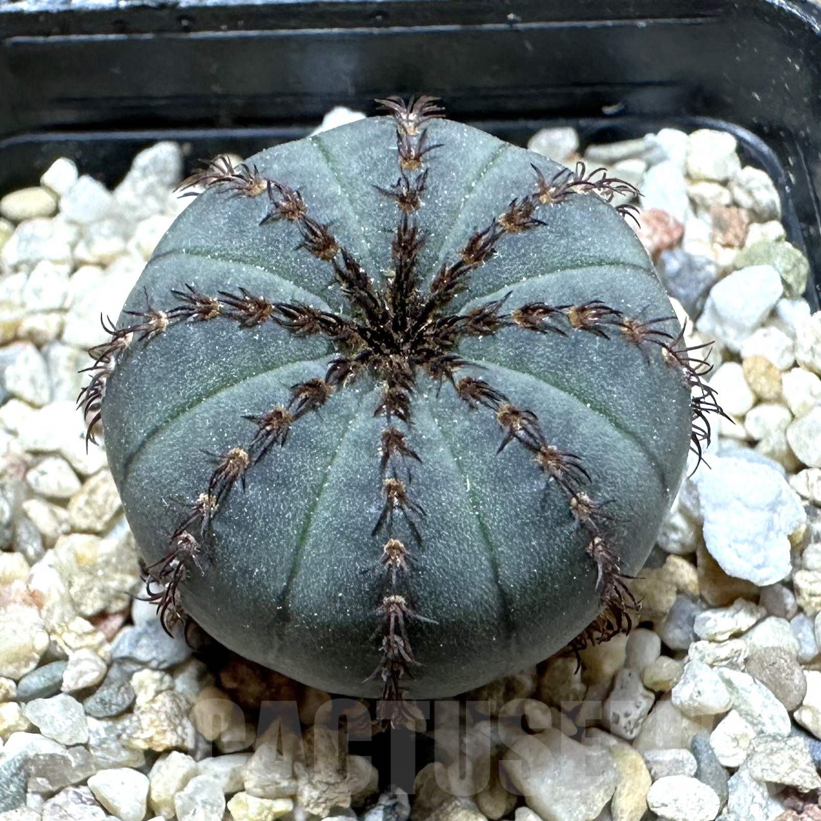 SHPR33526 Frailea asterioides ‘Niten’