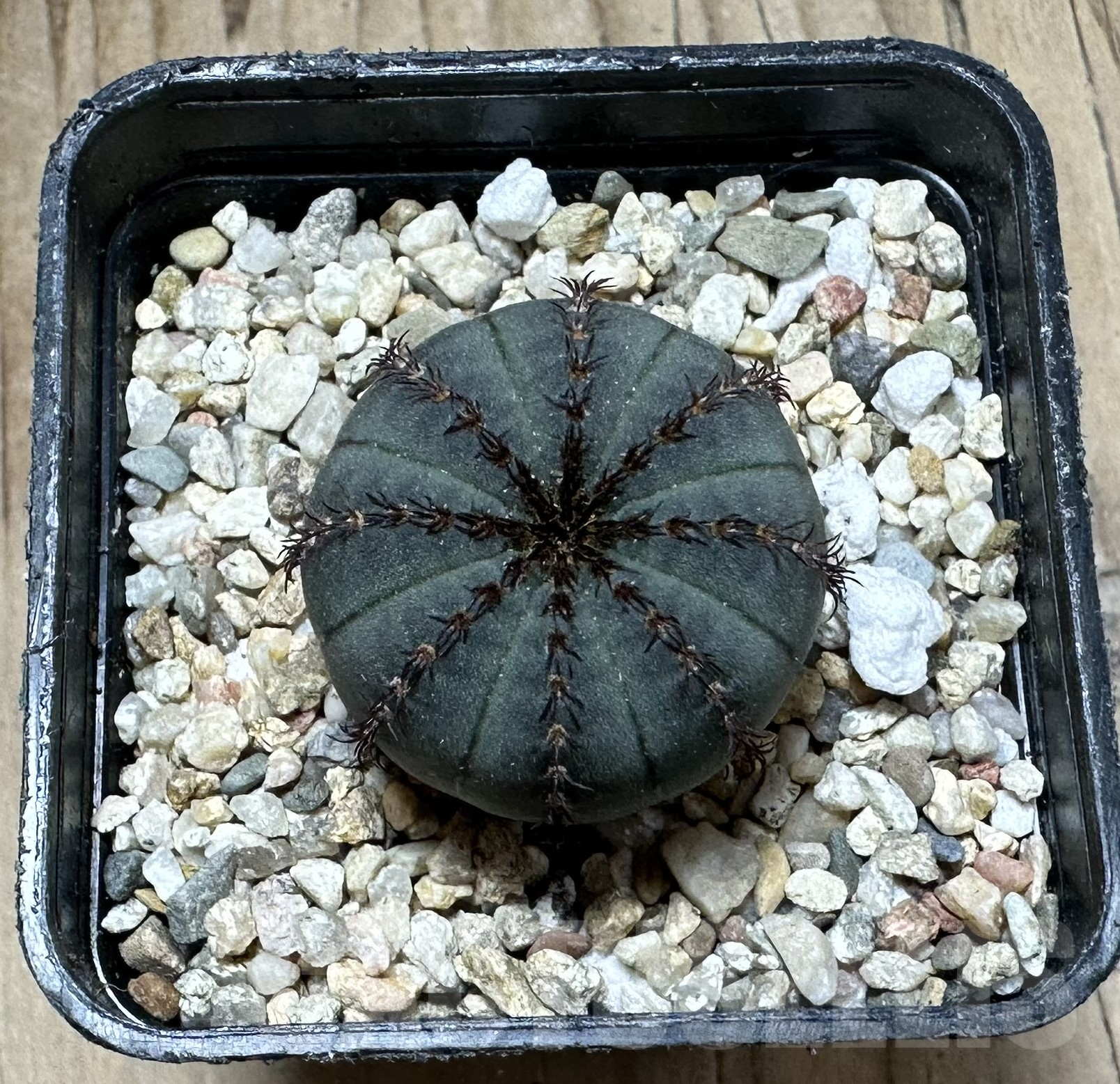 SHPR33526 Frailea asterioides ‘Niten’ - immagine 2